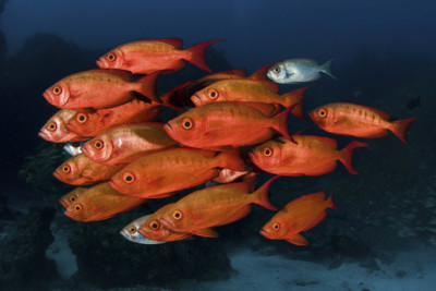 Fish swimming in Mozambique