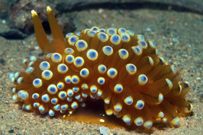 Colourful Nudibranch