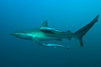 Silky Shark with Young