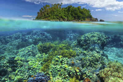 Reef coral, Philippines