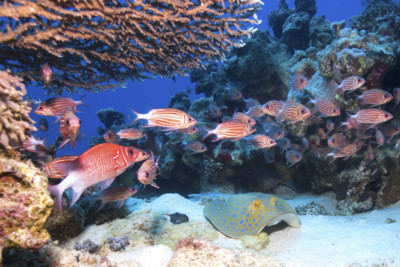 Hiding Stingray, Red Sea