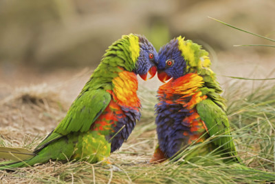 Rainbow Lorikeets