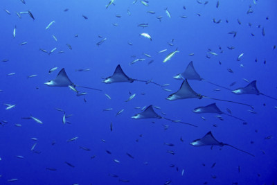 Rays in the Maldives