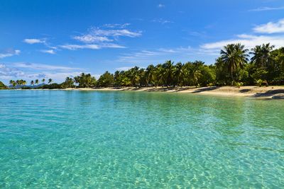 Palm tree island in St Vincent and the Grenadines