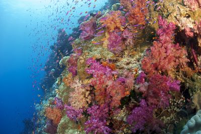 Coral reef in Fiji