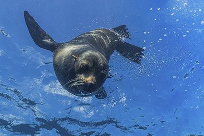 Galapagos Seal 