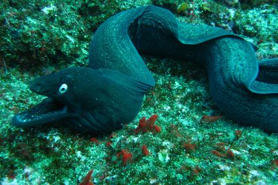 Moray eel diving in the Azores