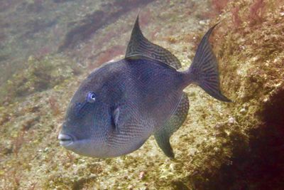 Trigger fish in Santa Maria