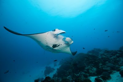 Reef Manta, Yap, Micronesia