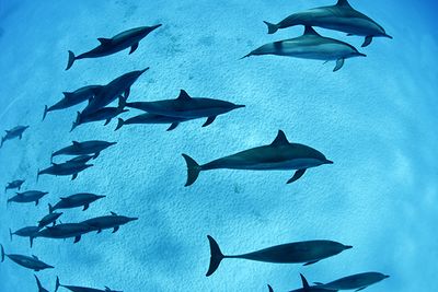 Bottlenose Dolphins, Southern Red Sea, Egypt