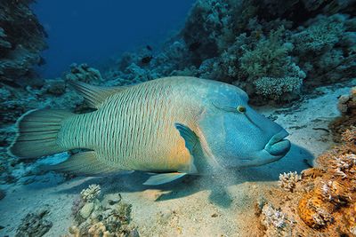 Diving Lizard Island, Australia