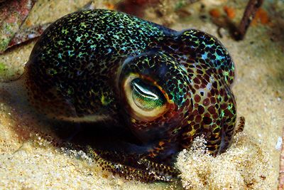 Bobtail squid macro diving in Alor, Indonesia