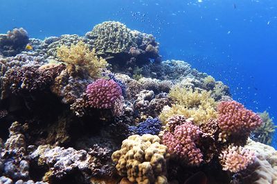 House Reef at the Oberoi Sahl Hasheesh in the Red Sea, Egypt