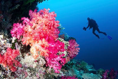 Soft coral diving Fiji