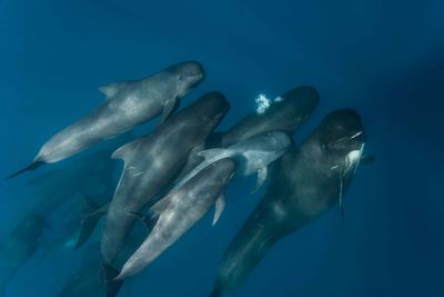 Pod of pilot whales swimming together