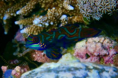 fish in the coral reef, Alor