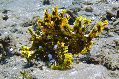 frogfish