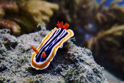 nudibranch