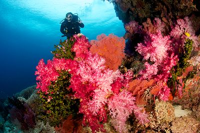 Diving on the soft coral reefs Fiji