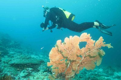 Diving past coral in Alphonse