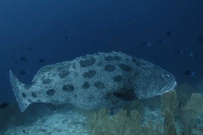 Big fish swimming at Alphonse Island