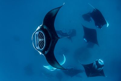 Manta Rays in the Maldives