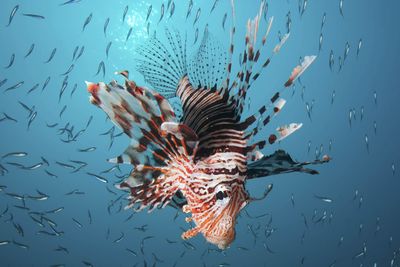 Lionfish, Oman