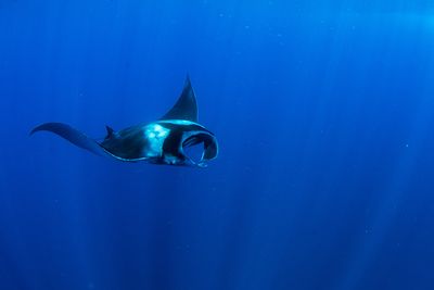 manta rays diving Formigas and Dollabarat azores