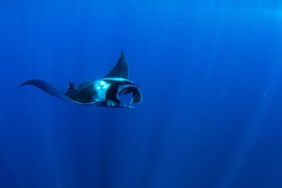 manta rays diving Formigas and Dollabarat azores  