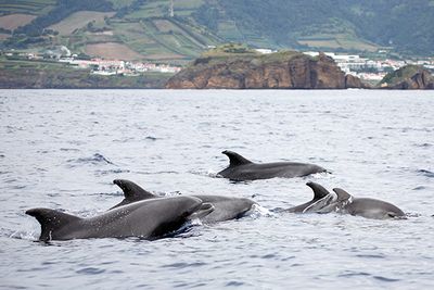 dolphin and whale watching azores