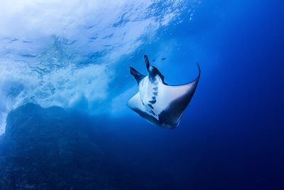 manta ray socorro