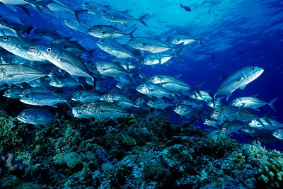 Fish on a coral reef diving Papua New Guinea