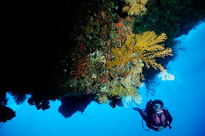 diving coral reef Australia