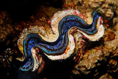 scuba diving giant clam in rowley shoals Australia