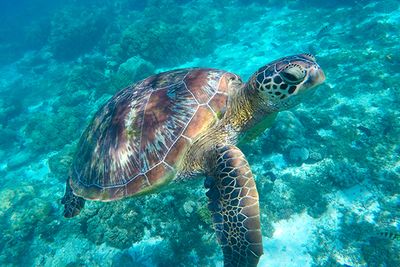 green turtle at coconut point in Apo Island