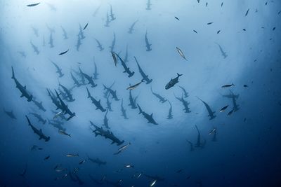 hammerheads cocos island costa rica