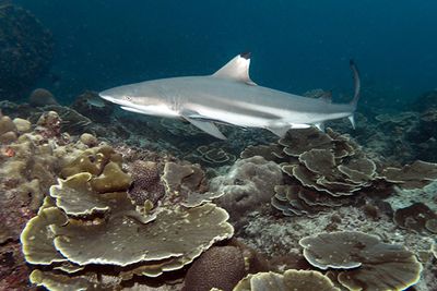 shark diving Thailand