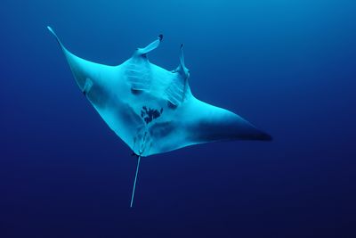 manta ray