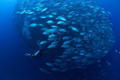 School of jack fish, Philippines