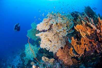 coral reef diving Alphonse