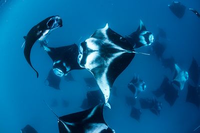 manta rays feeding in the Maldives