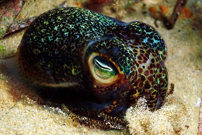 bobtail squid