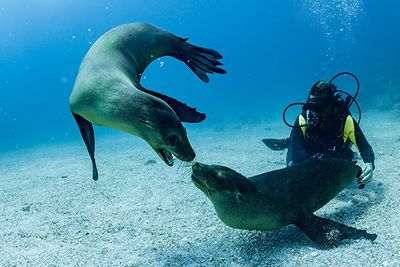 Diving with seals, Galapagos