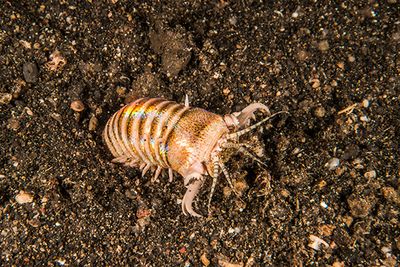 bobbit worm