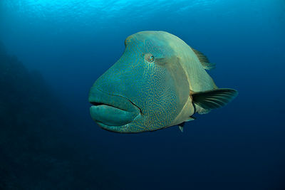 napoleon wrasse, Palau