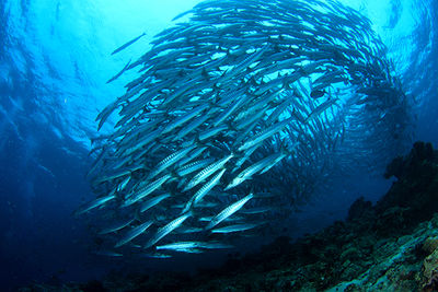 shoal of barracuda, Kimbe Bay, Papua New Guinea