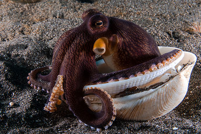 coconut octopus, diving Komodo