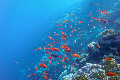 diving in dominica