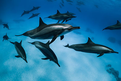 dolphins in the Red Sea