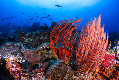 coral reef, Bonaire